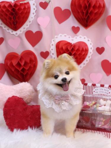 20240224モコくん